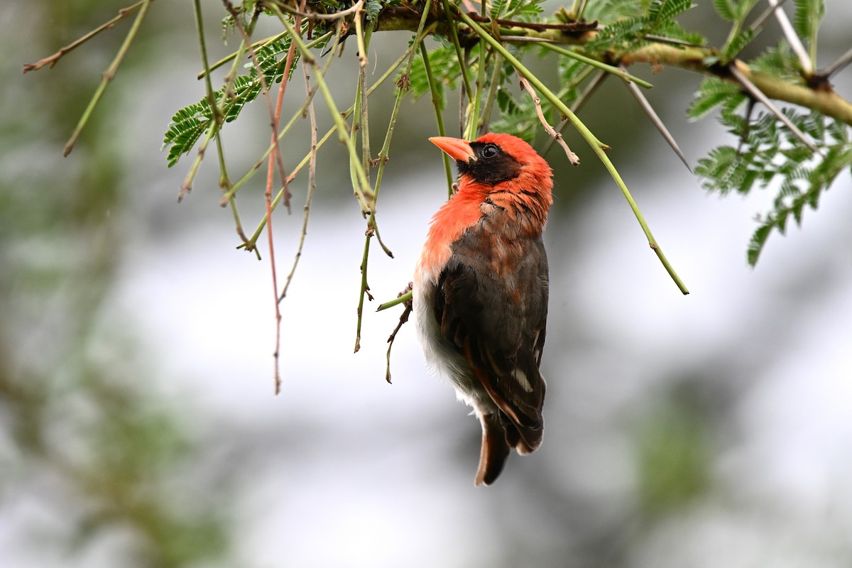 Red-headed Weaver - ML616820637