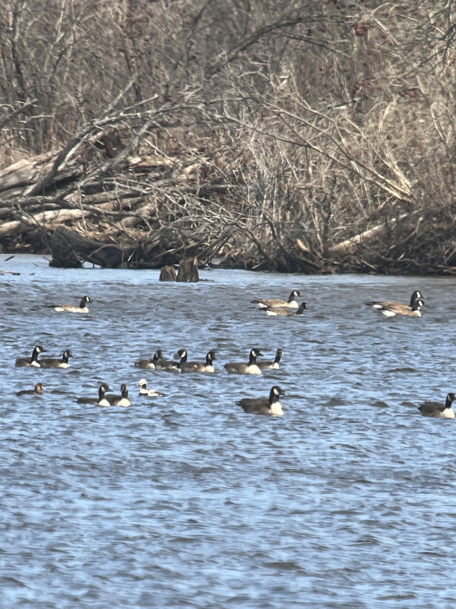 Long-tailed Duck - ML616820679