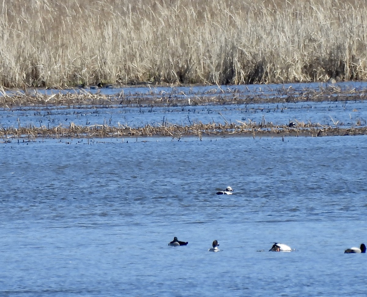 Long-tailed Duck - ML616820693