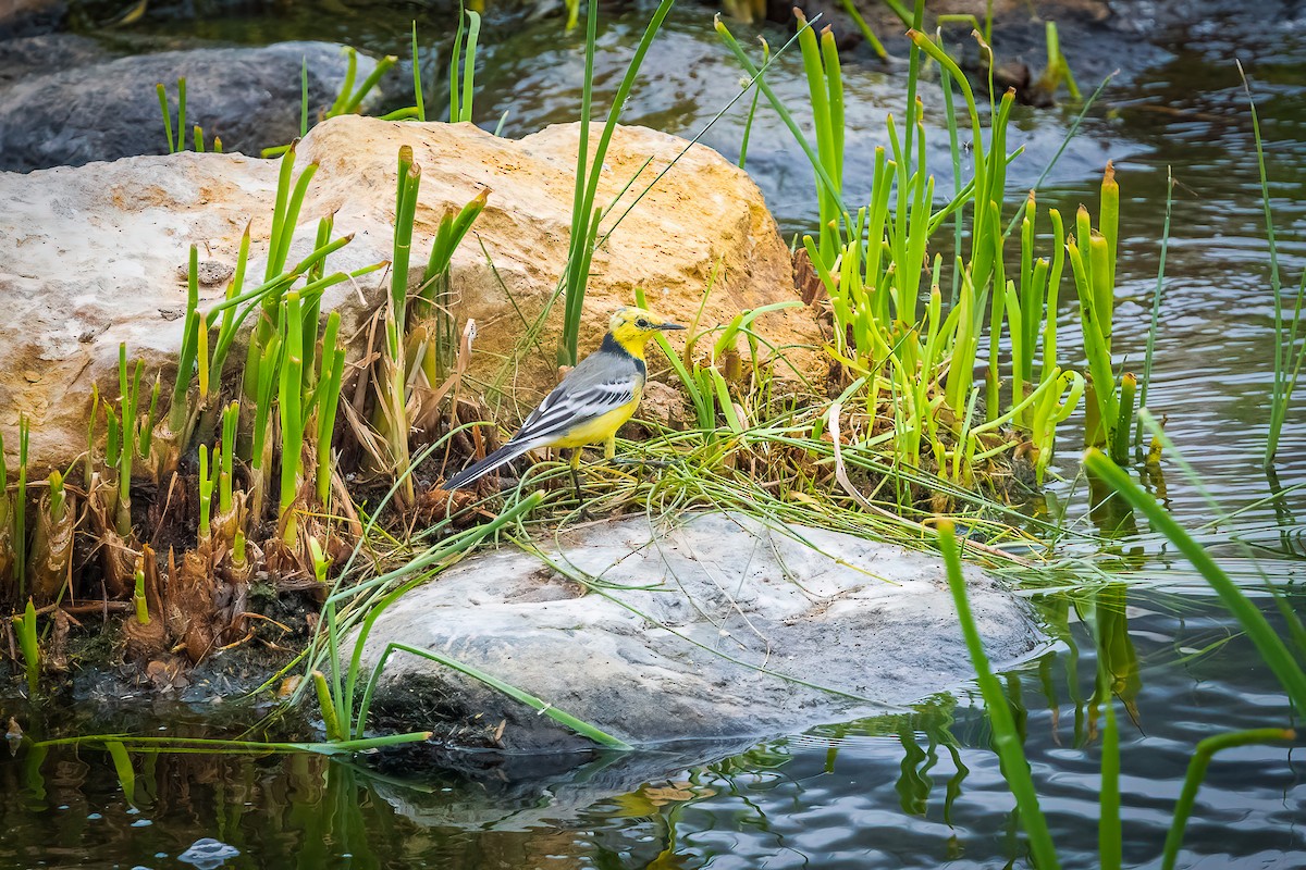 Citrine Wagtail - ML616820702