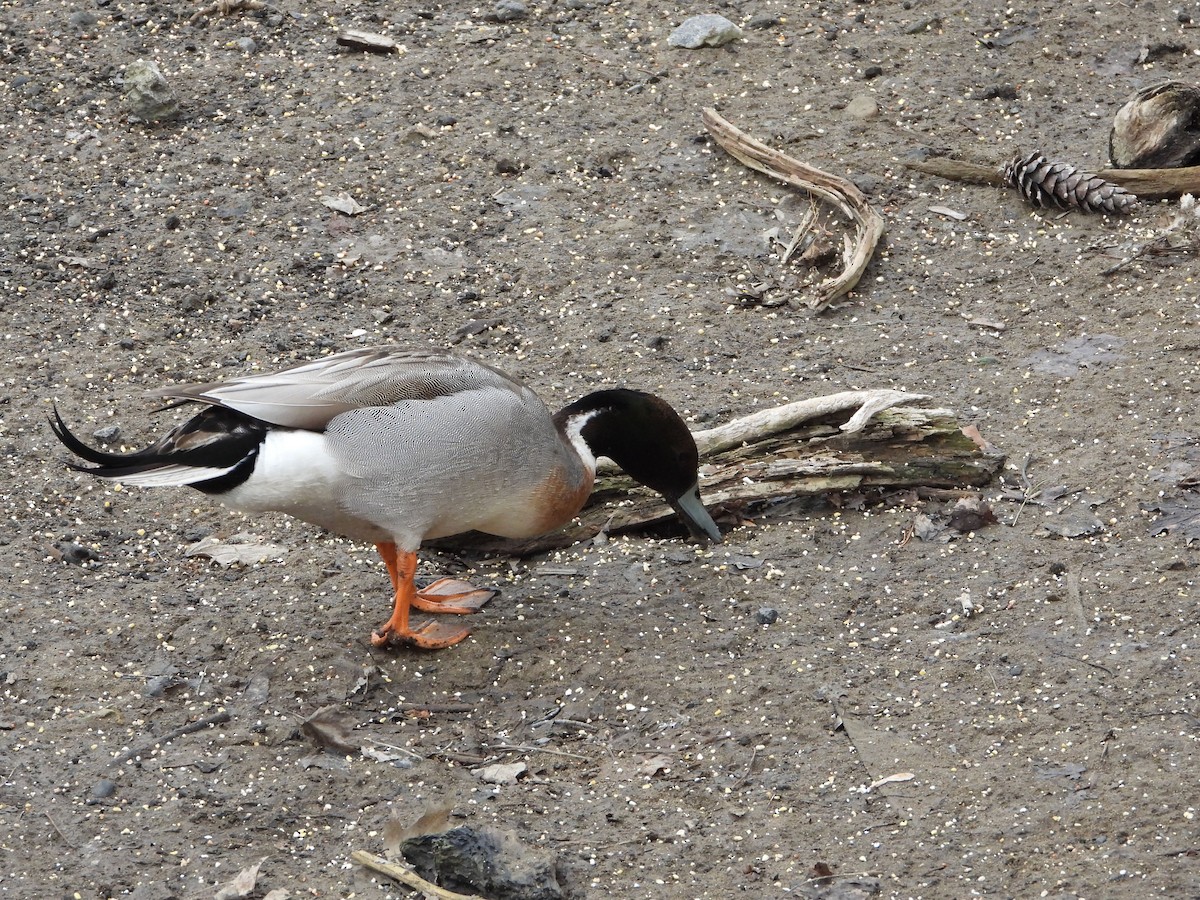 Mallard x Northern Pintail (hybrid) - ML616820713