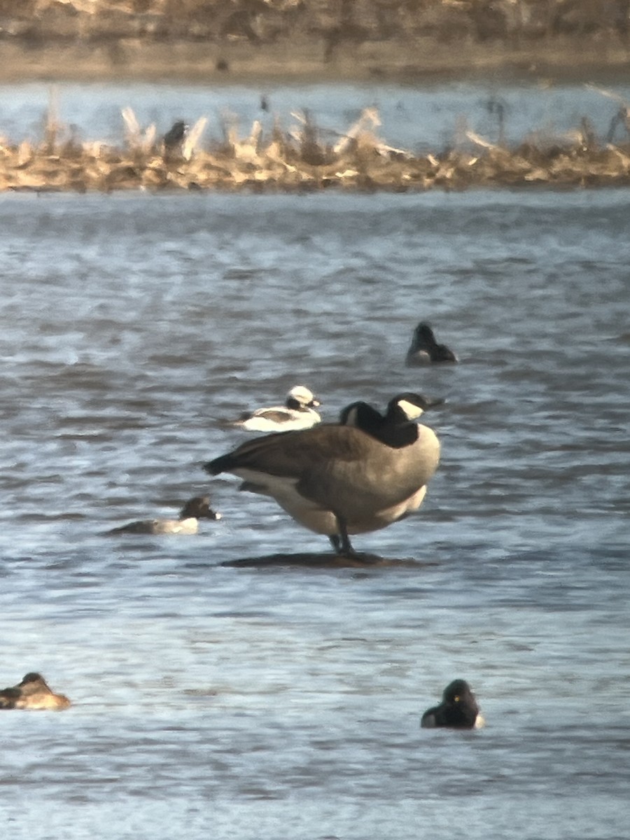Long-tailed Duck - ML616820718
