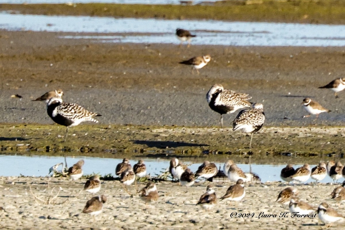 Black-bellied Plover - ML616820731