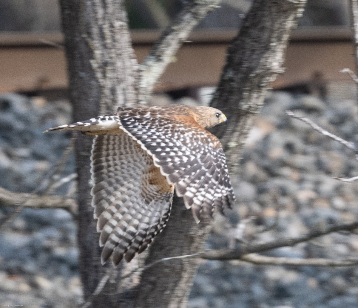 Red-shouldered Hawk - ML616820764