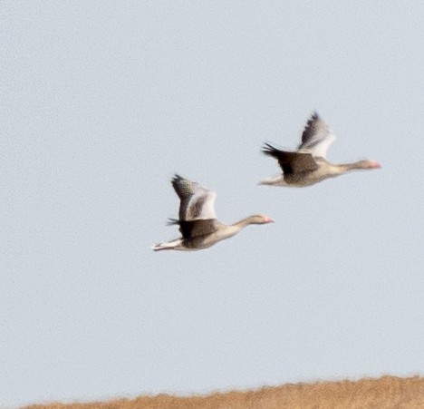 Graylag Goose - ML616820768