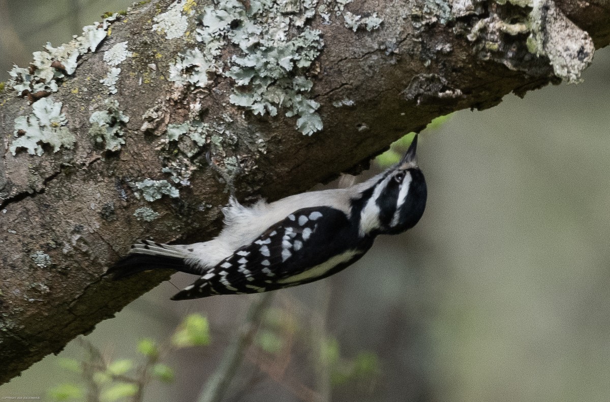 Downy Woodpecker - ML616820775