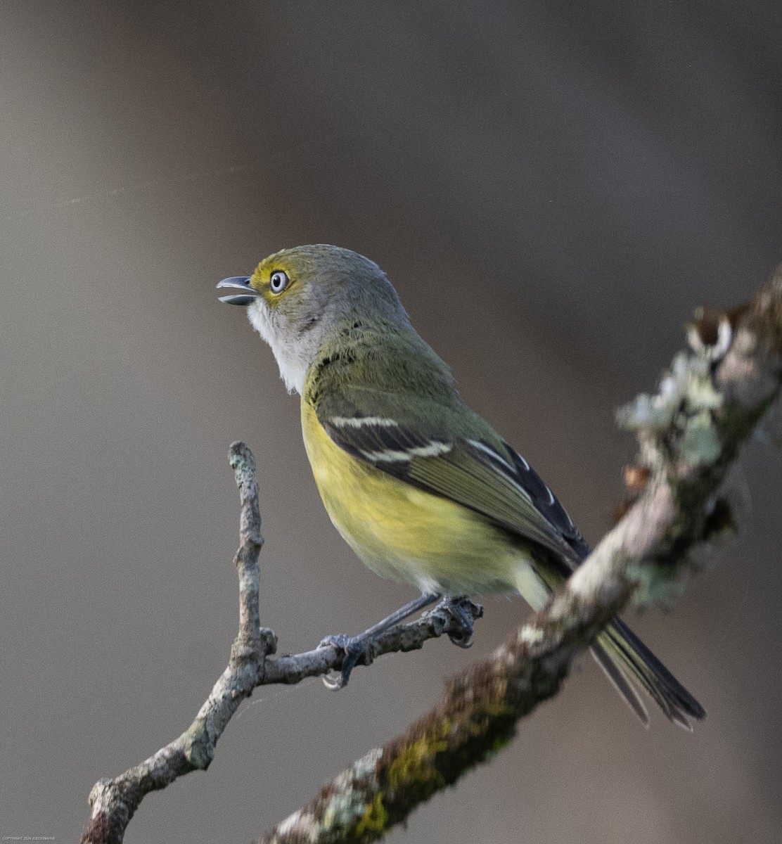 Ak Gözlü Vireo - ML616820792