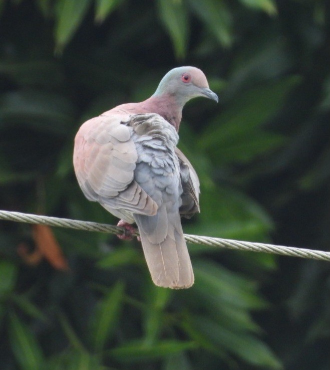 Pale-vented Pigeon - ML616820795