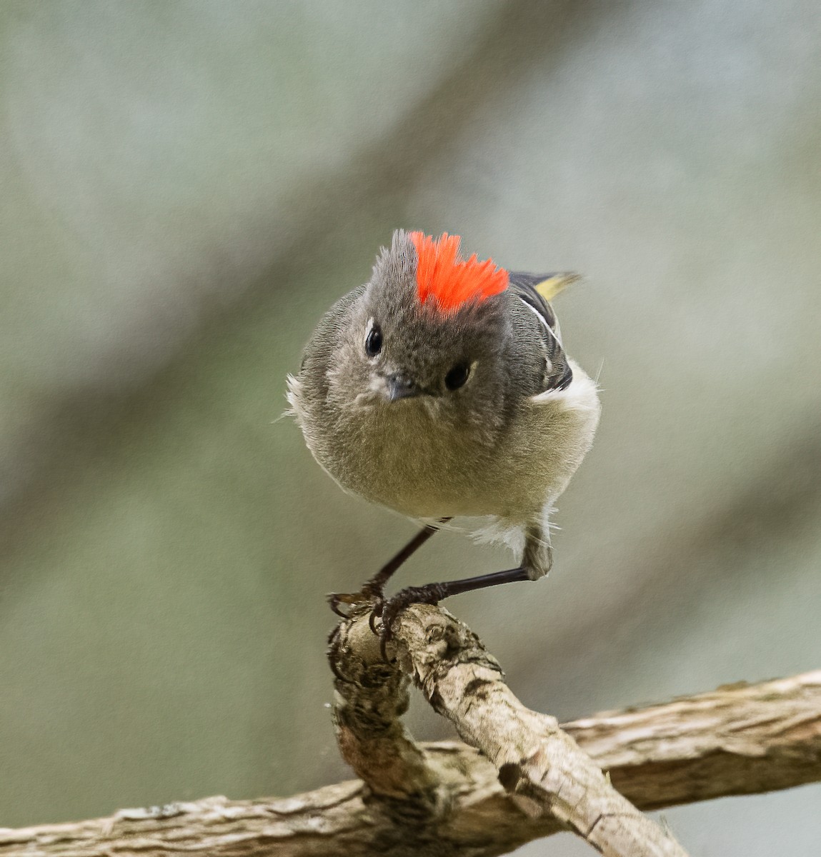Ruby-crowned Kinglet - ML616820803