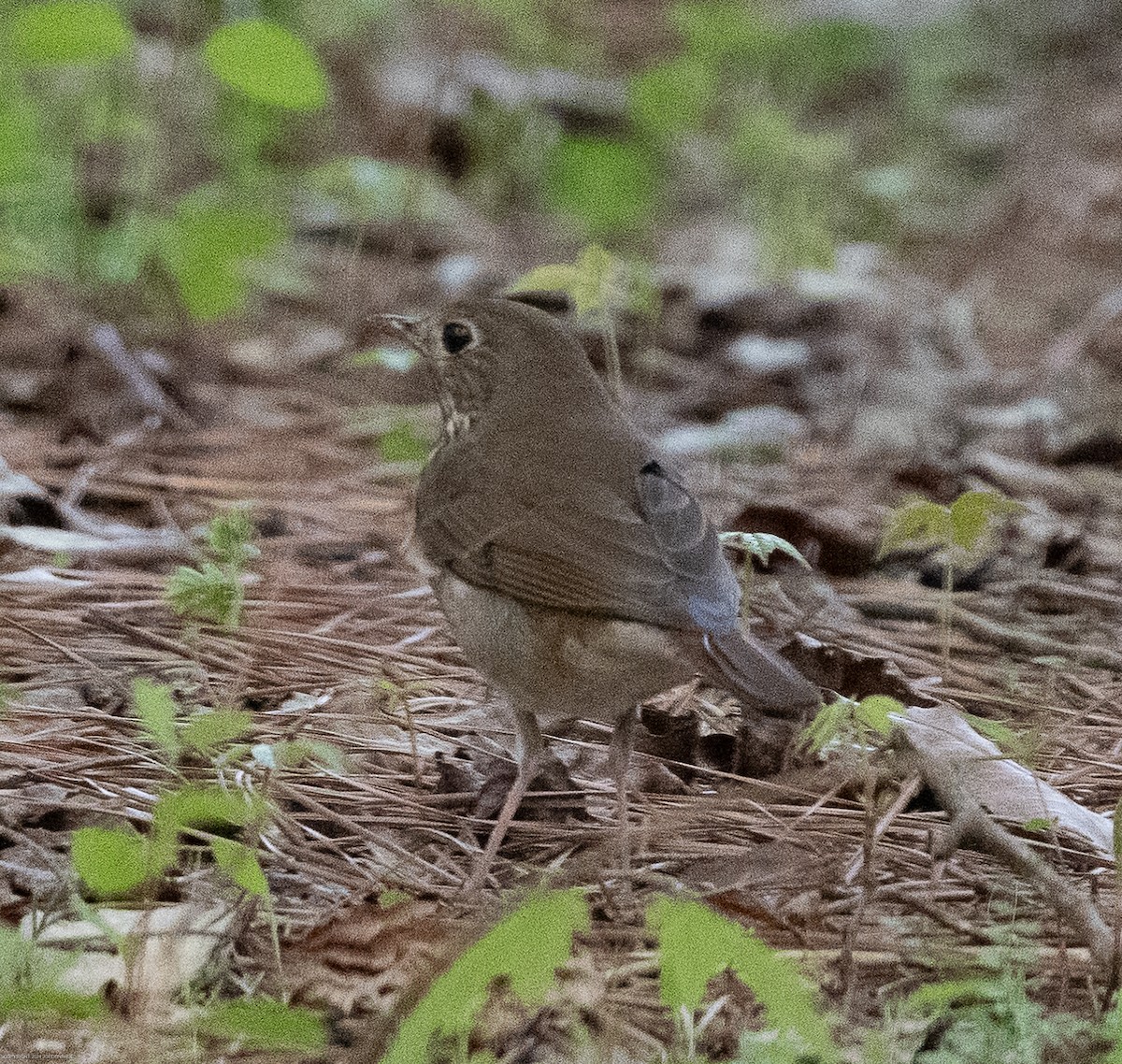 Hermit Thrush - ML616820812