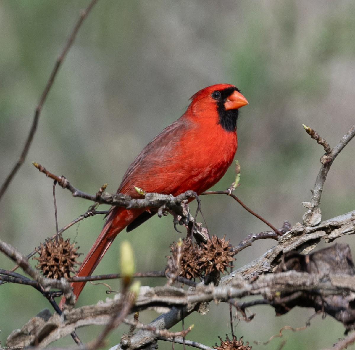 Northern Cardinal - ML616820853