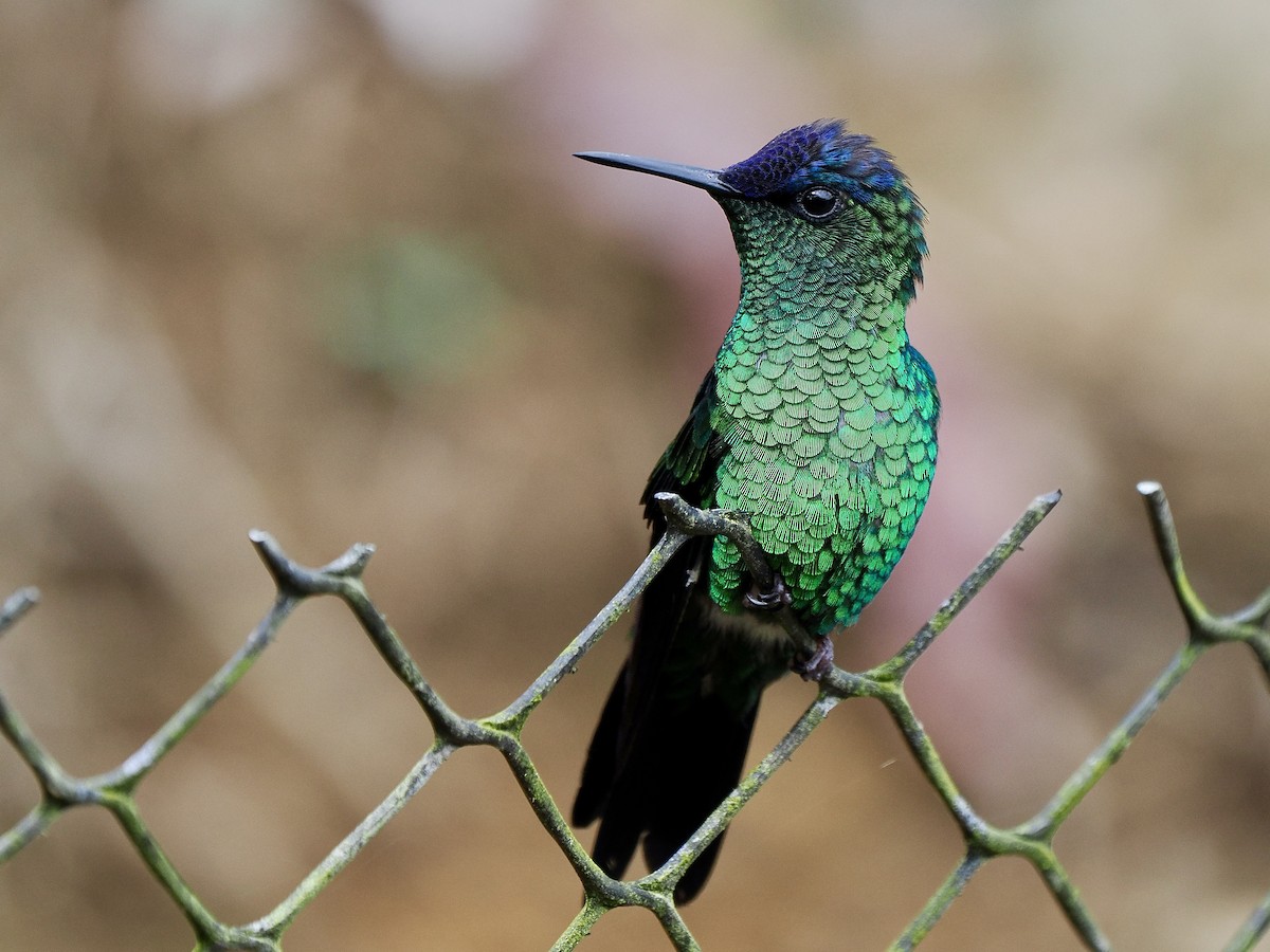 Violet-capped Woodnymph - ML616820942