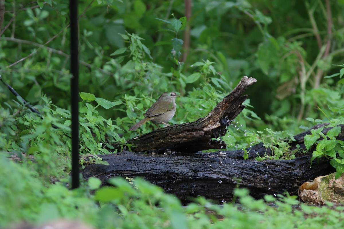 Olive Sparrow - ML616820964