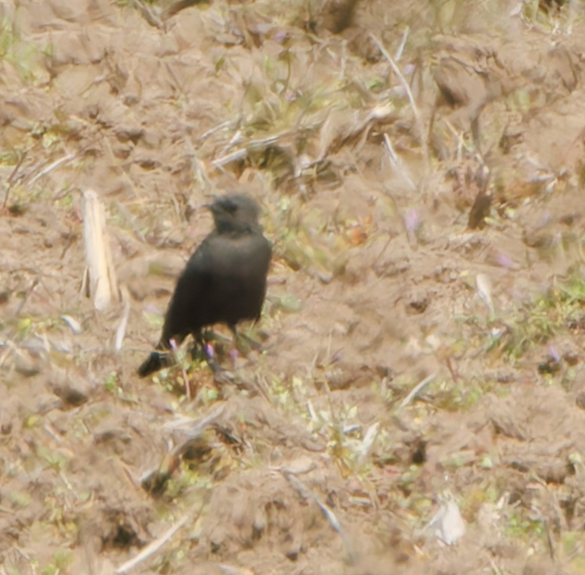 Brewer's Blackbird - ML616820983