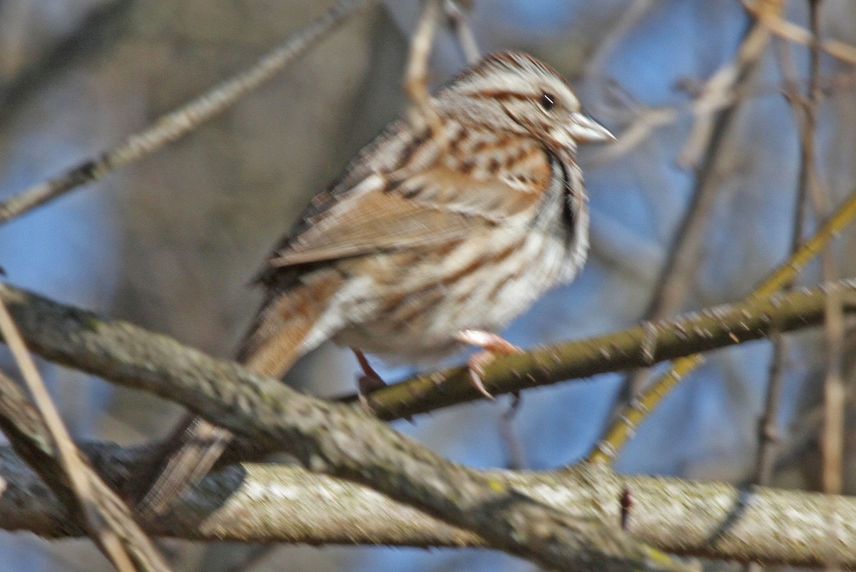 Song Sparrow - ML616821009