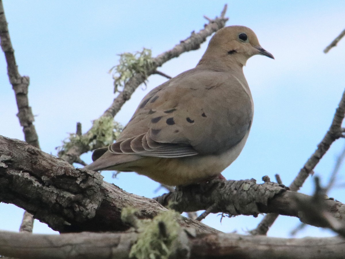 Mourning Dove - ML616821069