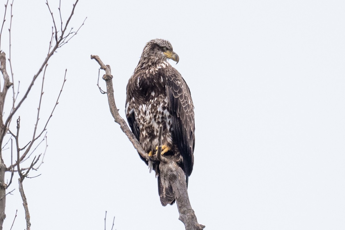 Bald Eagle - ML616821095