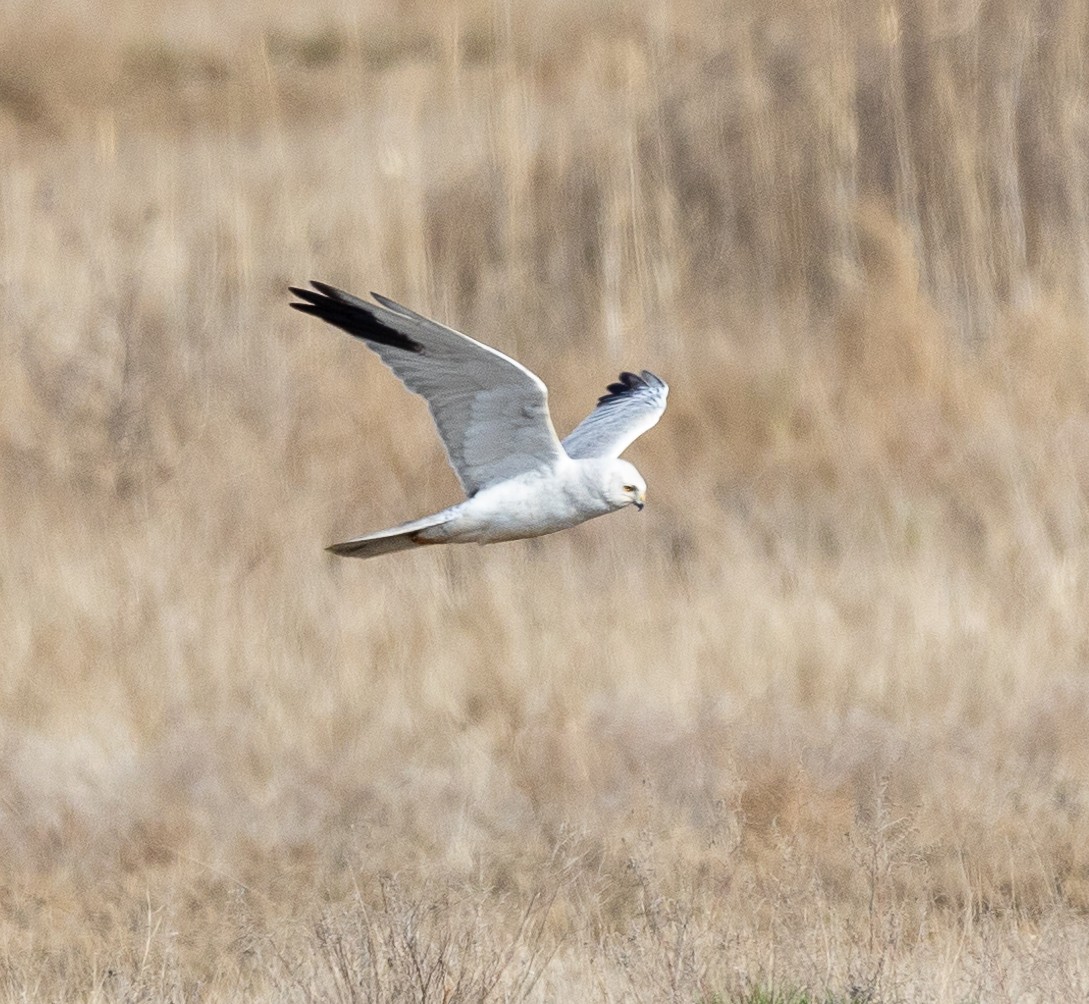 Pallid Harrier - ML616821110