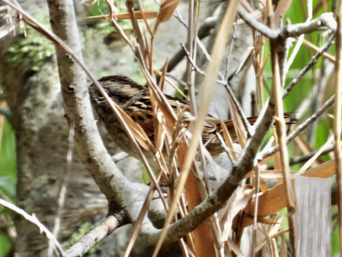 Swamp Sparrow - ML616821118