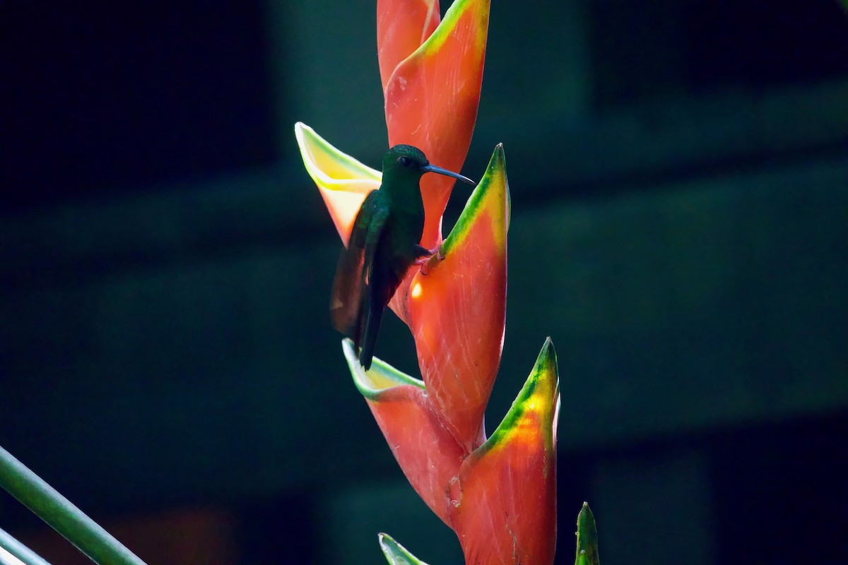 kolibřík křivozobý - ML616821165