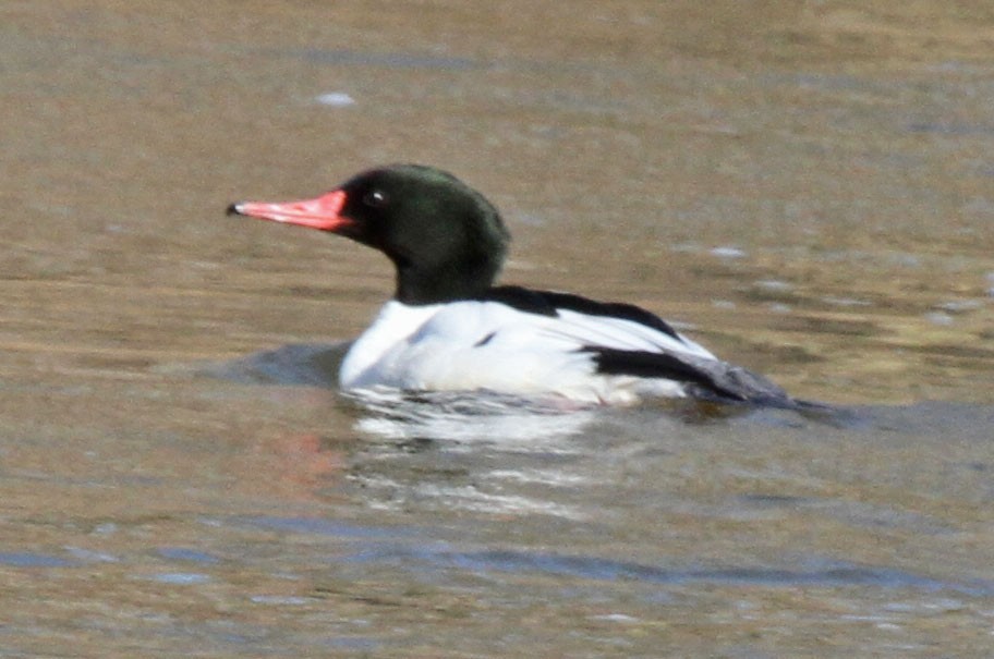 Common Merganser - ML616821188