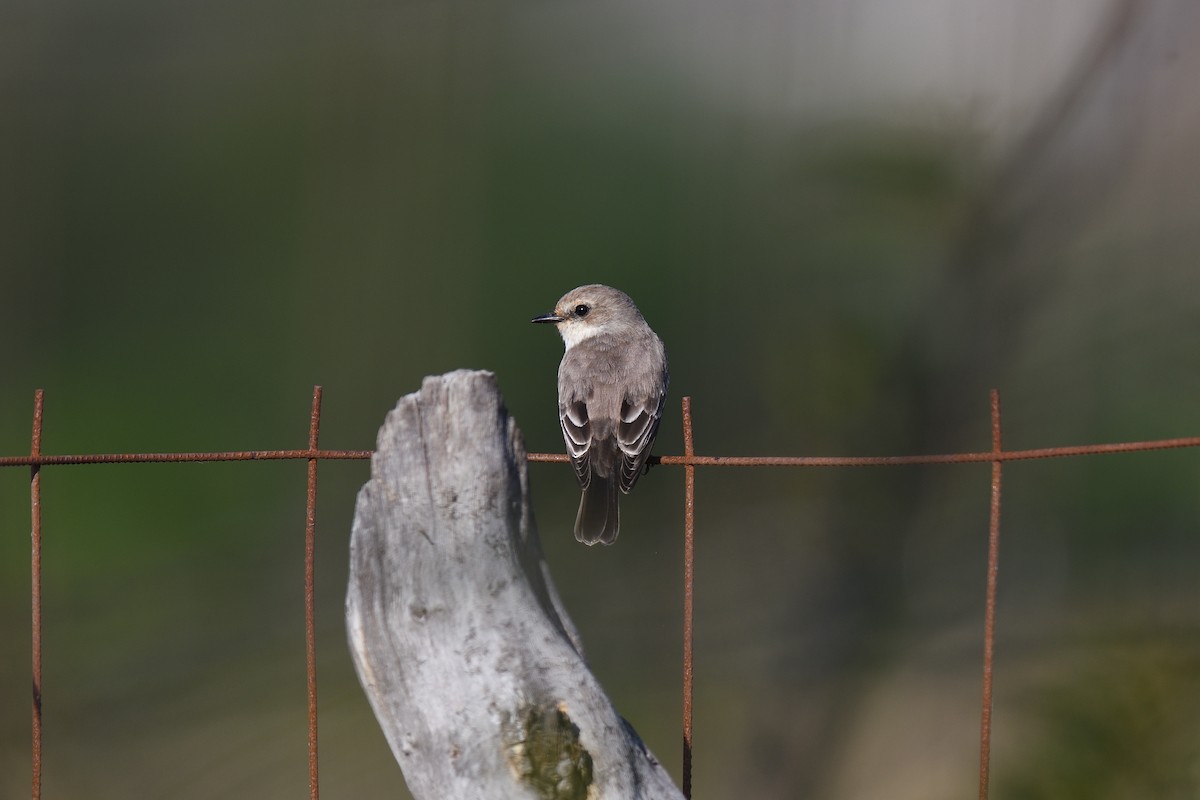 Vermilion Flycatcher - ML616821195