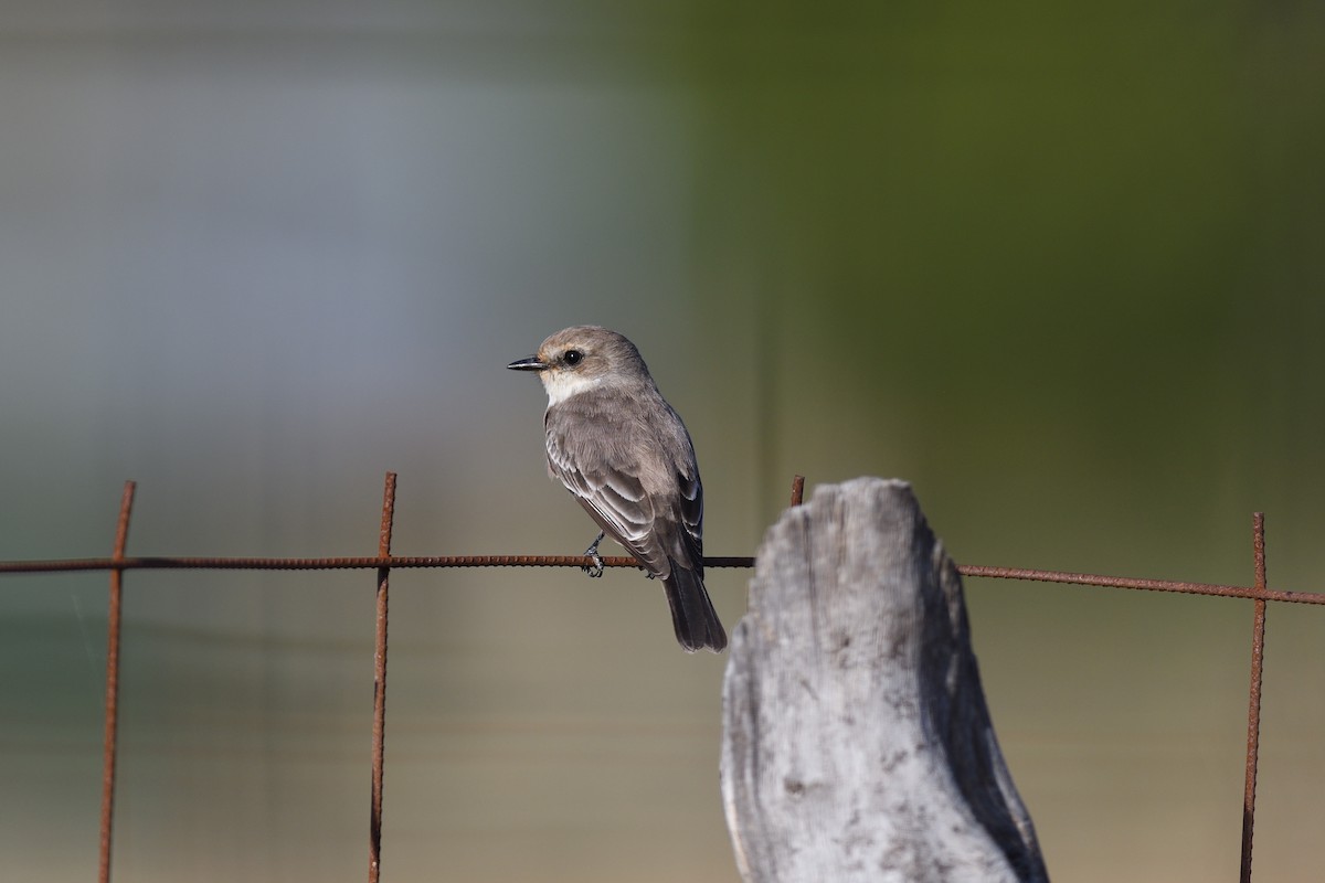 Vermilion Flycatcher - ML616821197