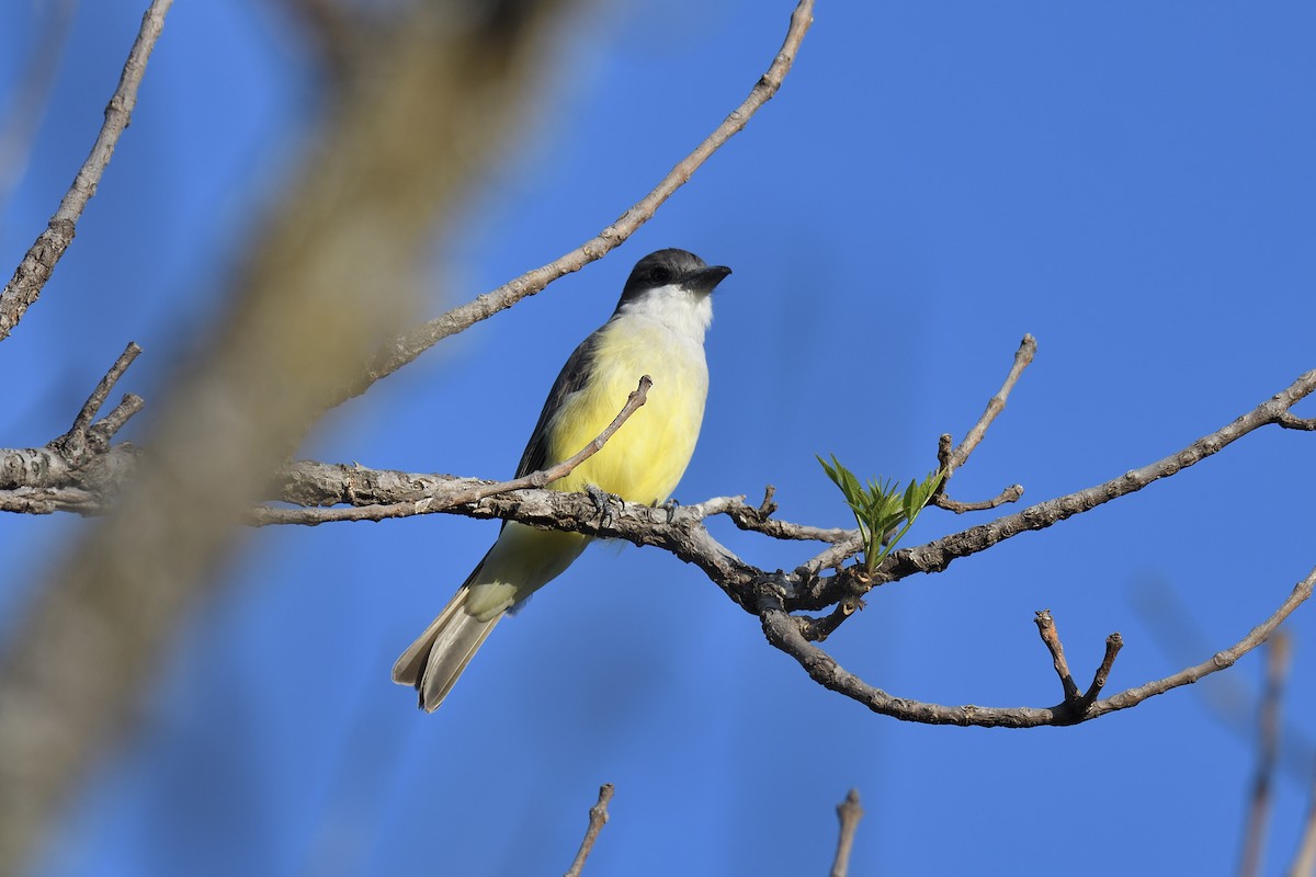 Thick-billed Kingbird - ML616821209