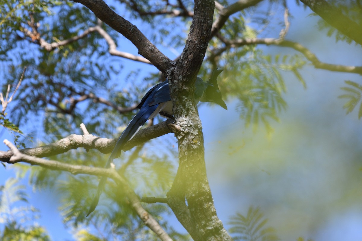 Black-throated Magpie-Jay - ML616821223