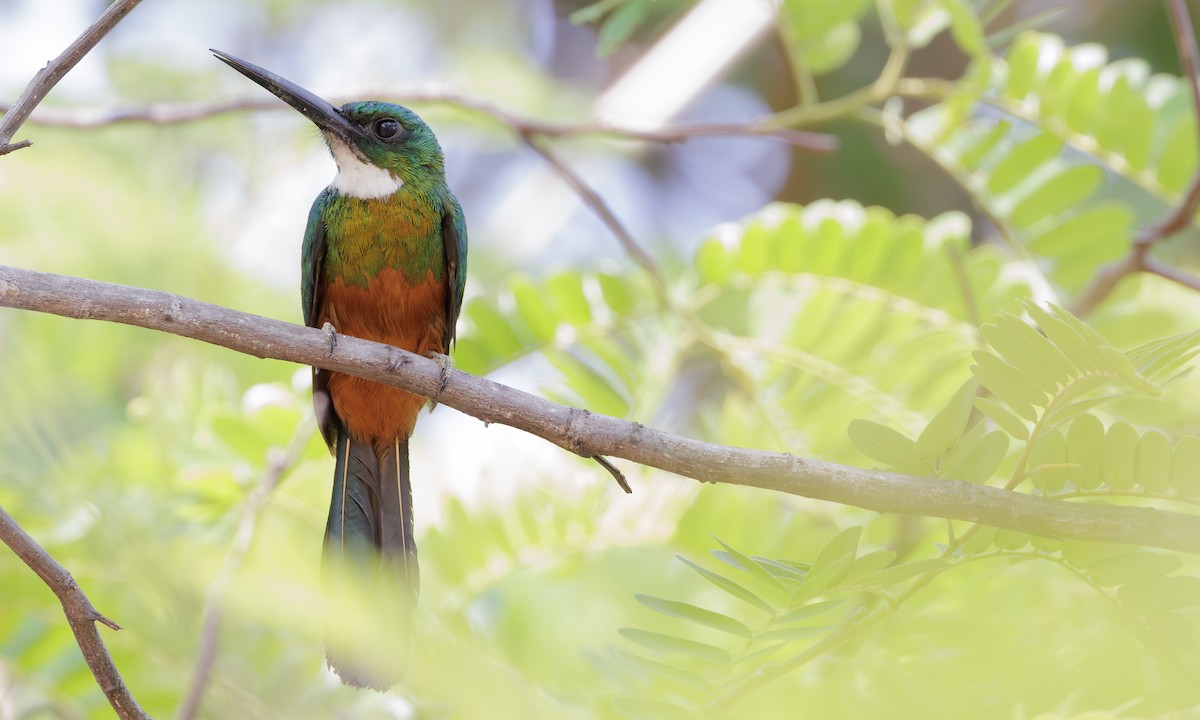 Green-tailed Jacamar - ML616821259