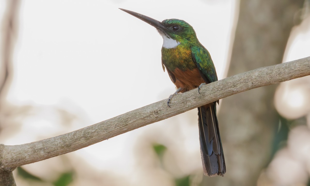 Green-tailed Jacamar - ML616821260