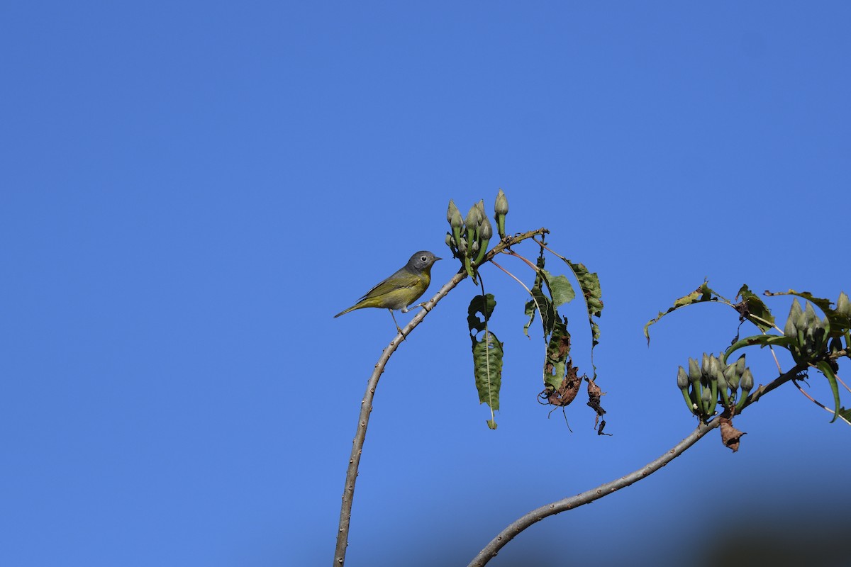 Nashville Warbler - ML616821266