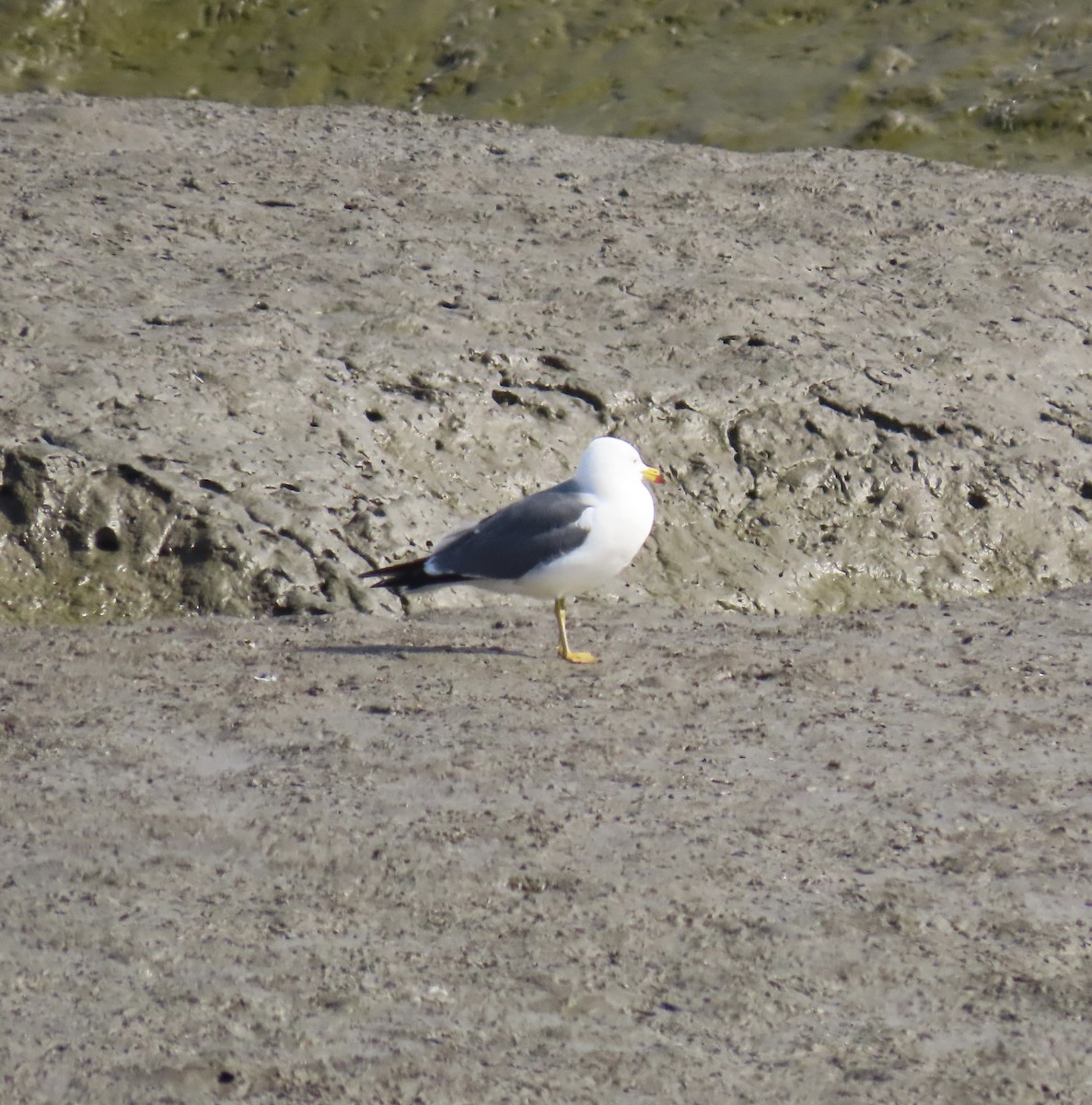 Black-tailed Gull - ML616821294