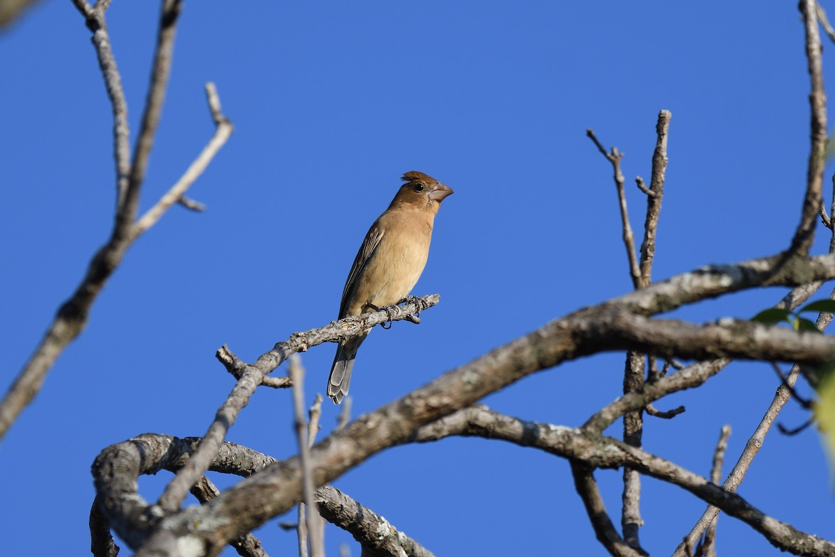 Blue Grosbeak - ML616821300