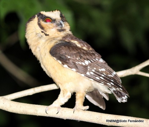 Buff-fronted Owl - Sixto Fernandez