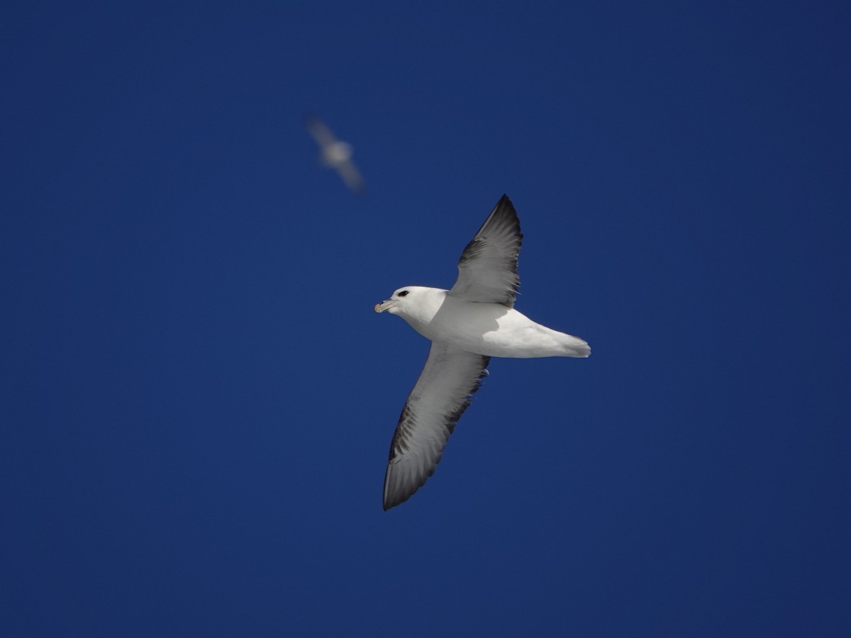 Northern Fulmar - ML616821341