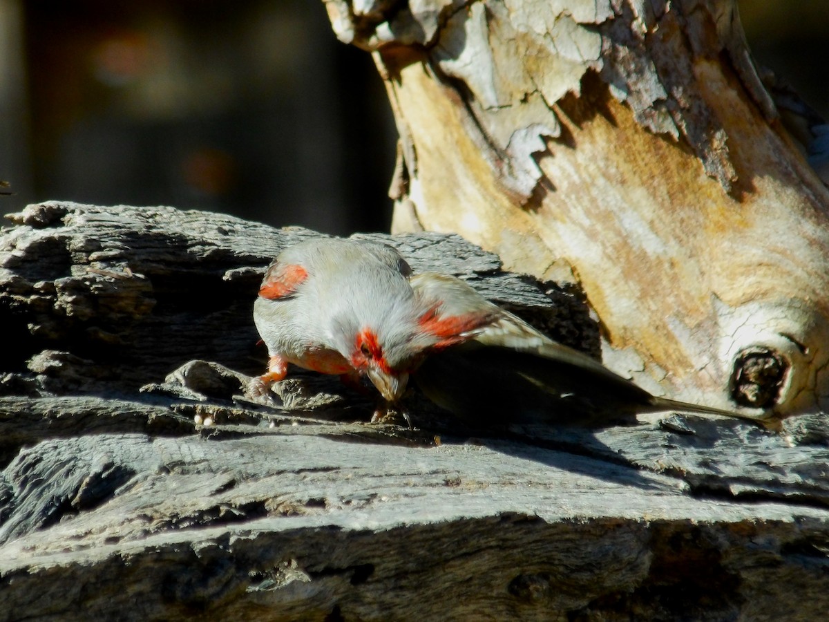 Pyrrhuloxia - ML616821364