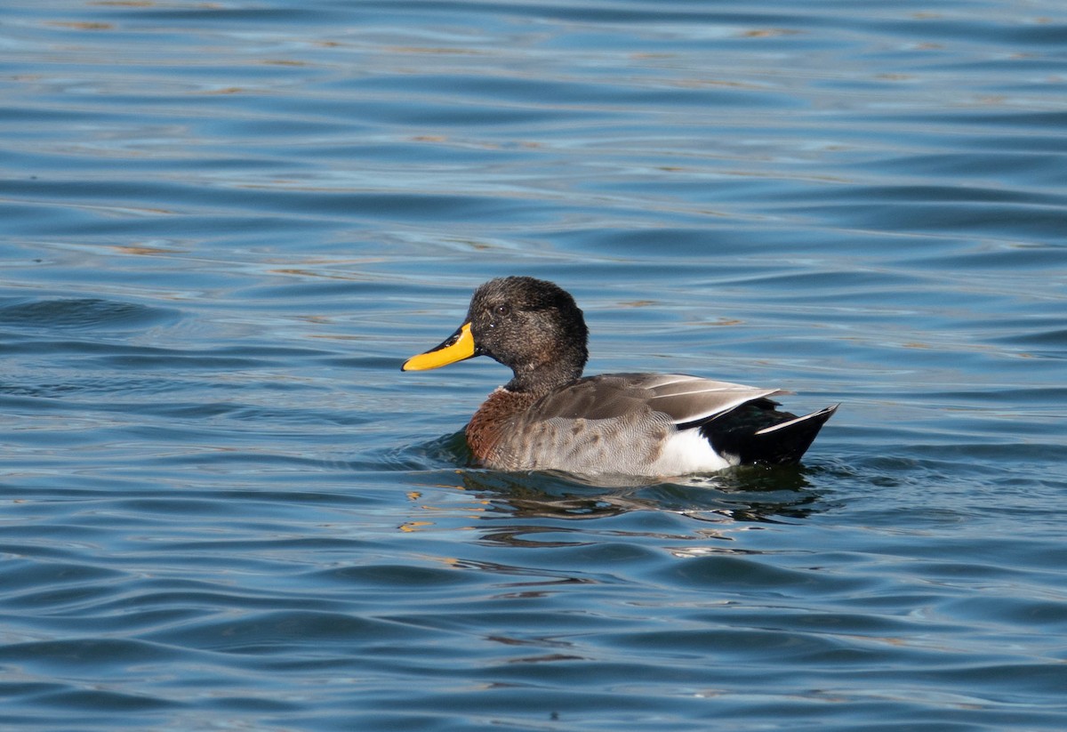 Yellow-billed Duck x Mallard (hybrid) - ML616821374