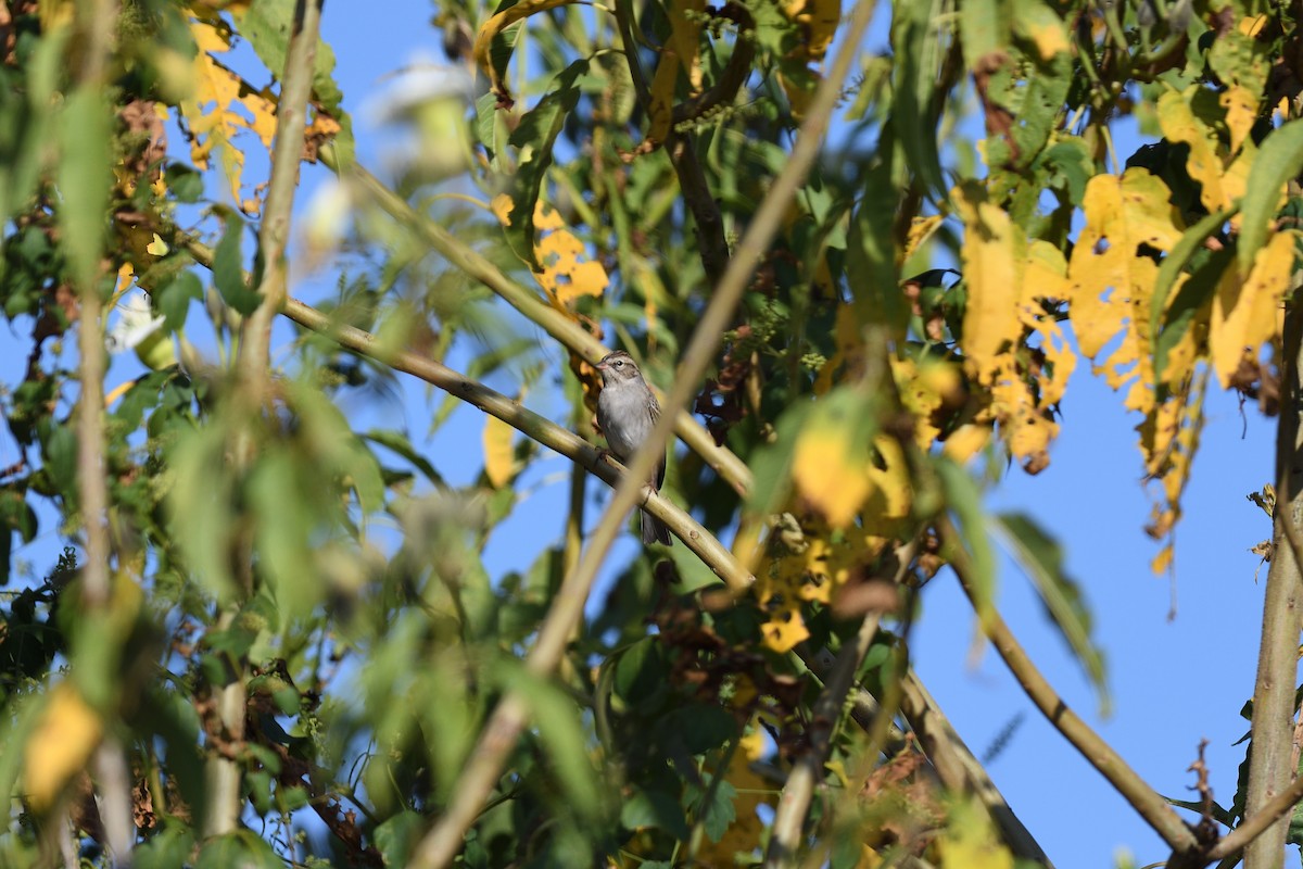 Chipping Sparrow - ML616821402