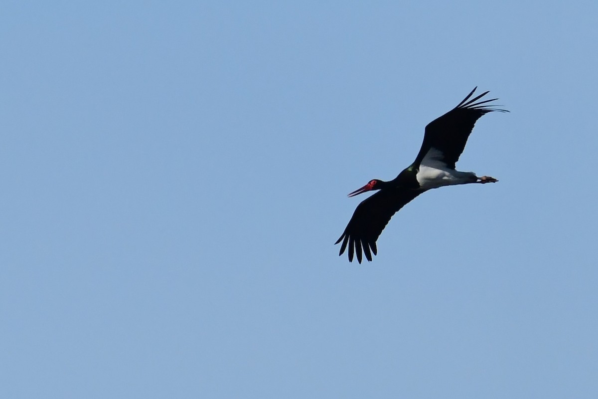 Black Stork - ML616821403