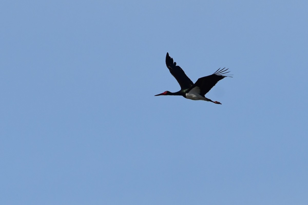Black Stork - ML616821405