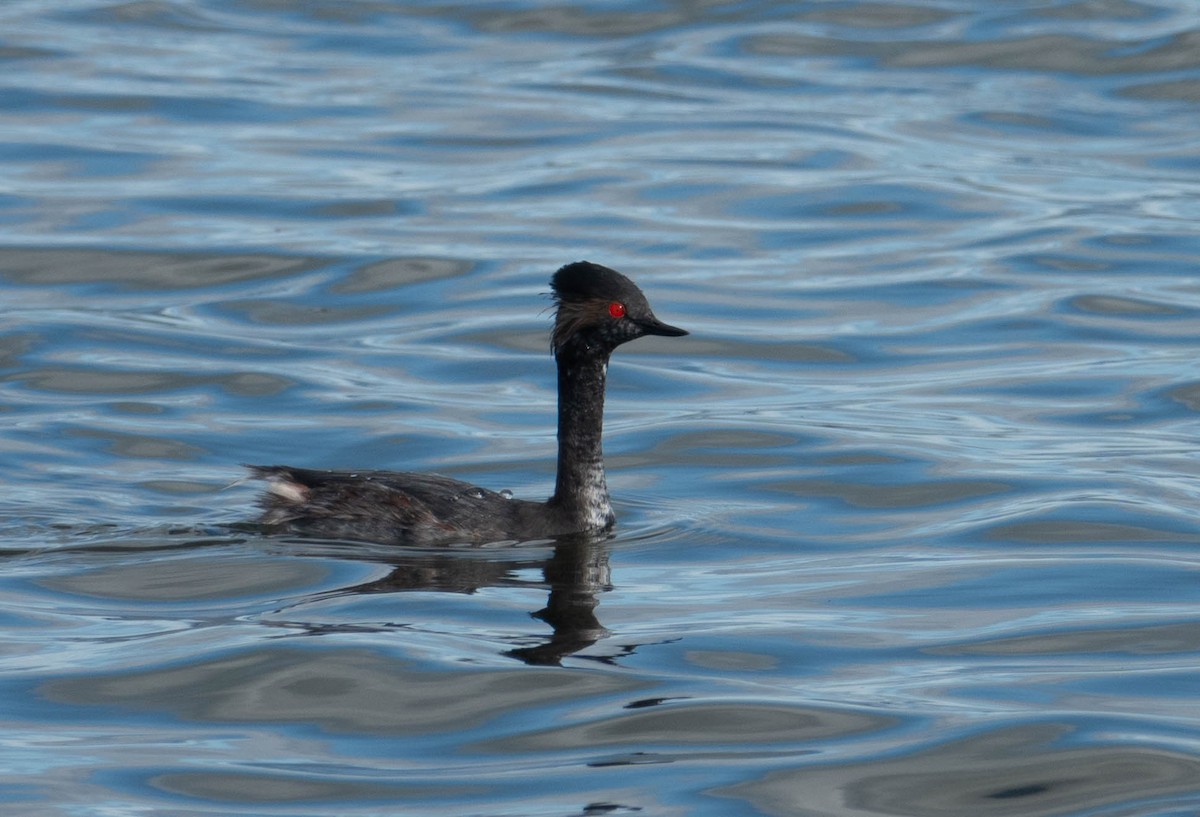 Eared Grebe - Rhys Gwilliam