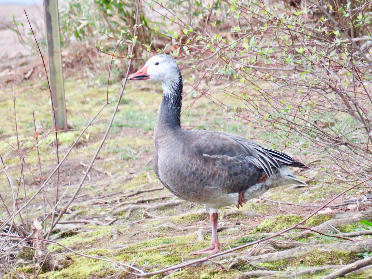 Snow Goose - michele ramsey