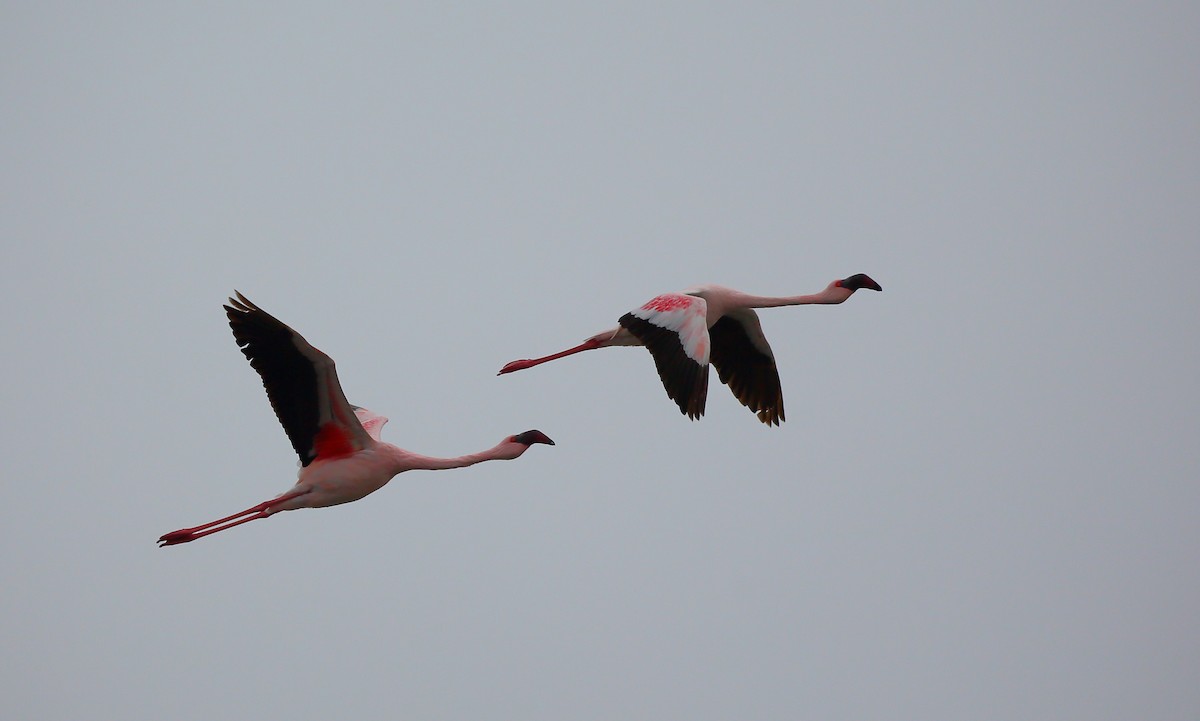 Lesser Flamingo - ML616821577