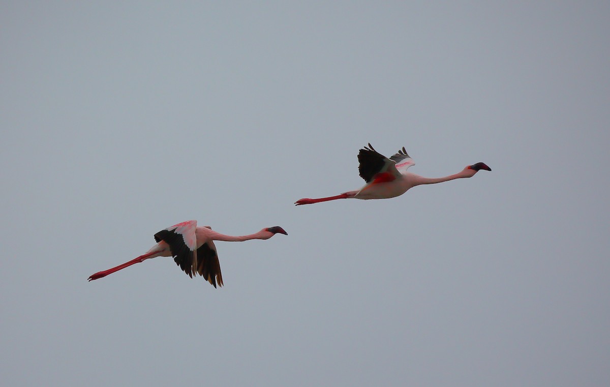 Lesser Flamingo - ML616821608