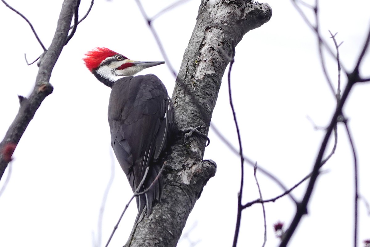 Pileated Woodpecker - ML616821621