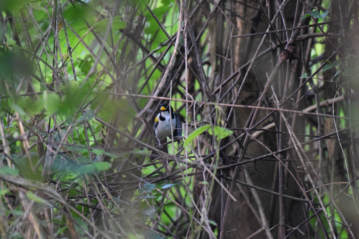 Golden-winged Sparrow - Nick Kowalske