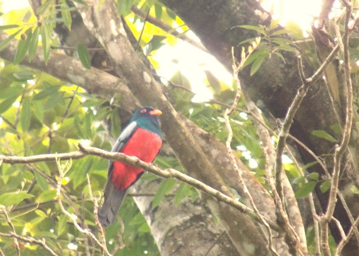 Slaty-tailed Trogon - ML616821661