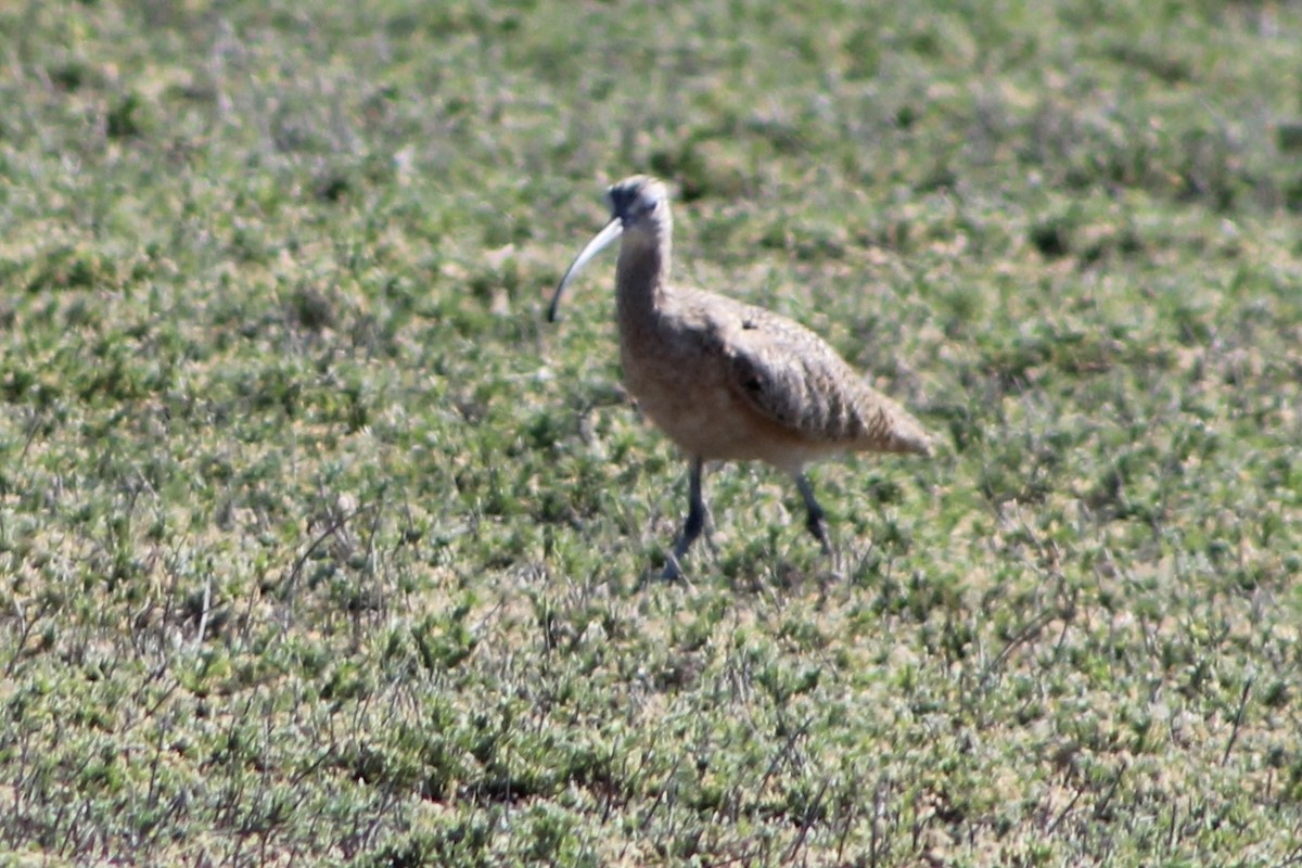 Long-billed Curlew - ML616821669