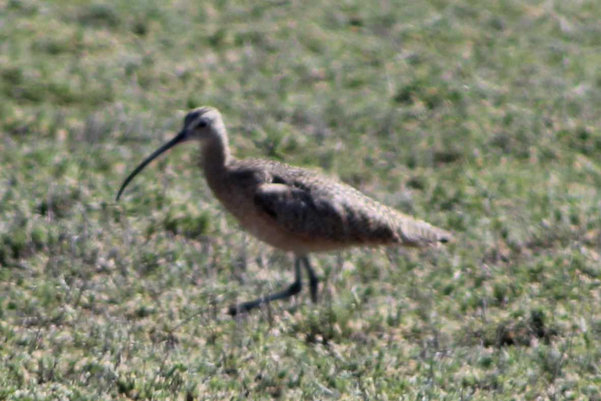 Long-billed Curlew - ML616821670